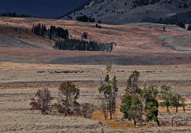 Lamar Valley 6166_1.jpg